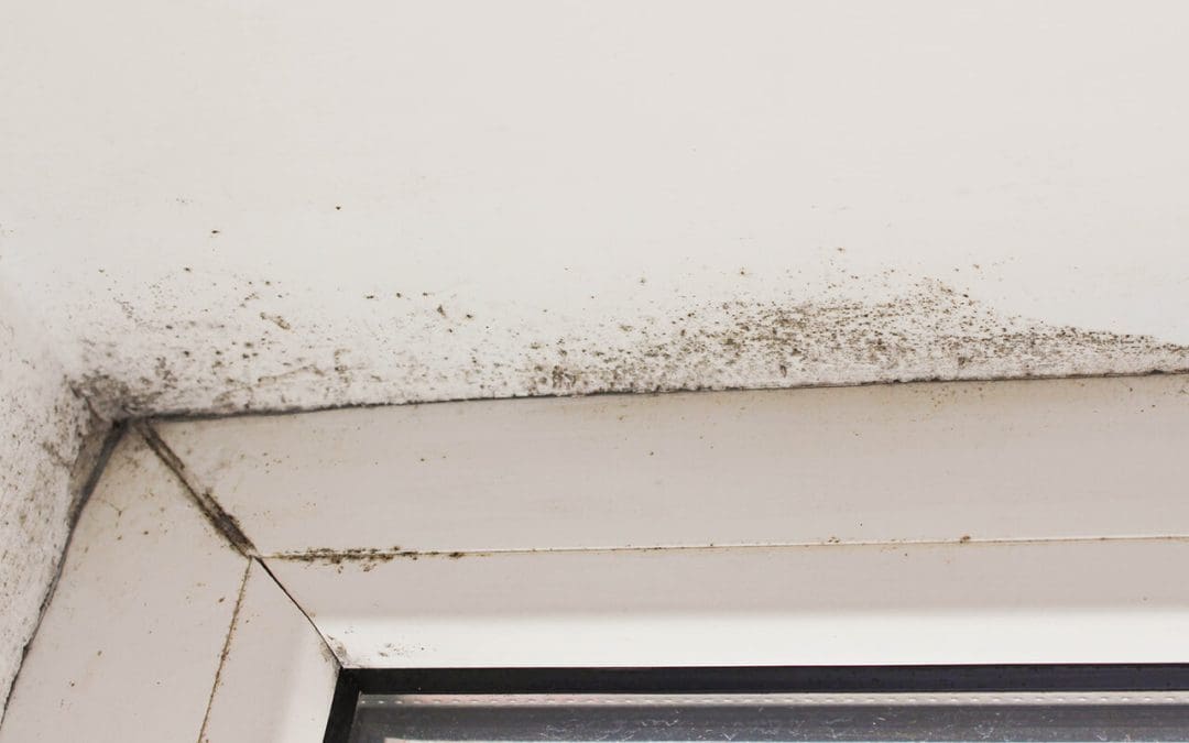 7 Ways to Prevent Mold Growth in the Home